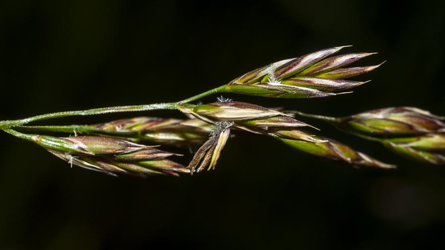 Poaceae